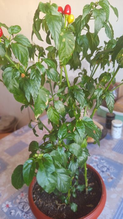 Продам комнатные растения