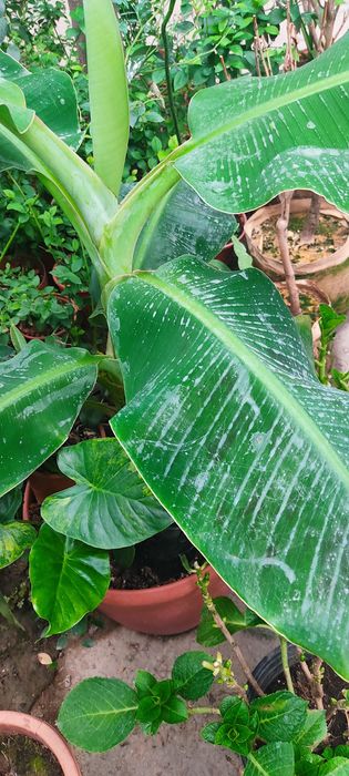 Саженцы сортового банана