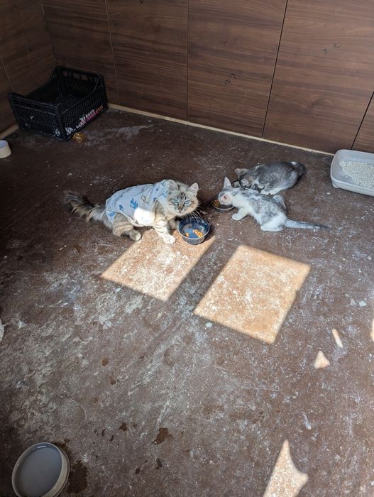 Donatii pisica cu doi pisoi