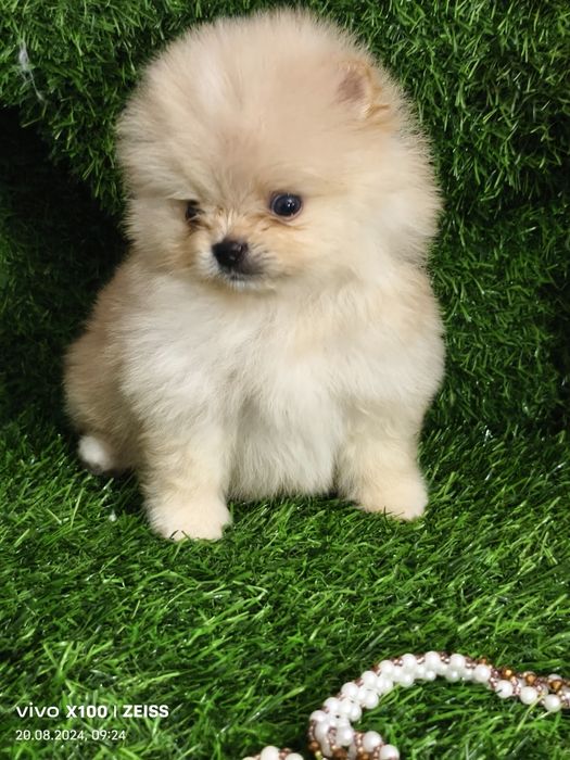 Продам щенков шпица.