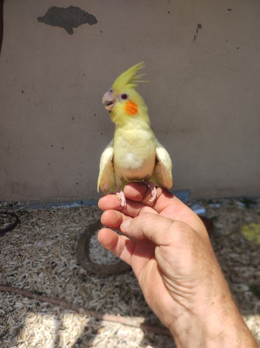 Продам молодых корел ручные