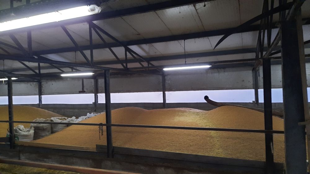 Vând porumb orzaică  grâu triticale ovăzi!