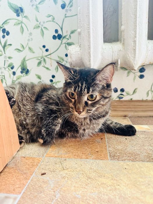 Любопытная кошка