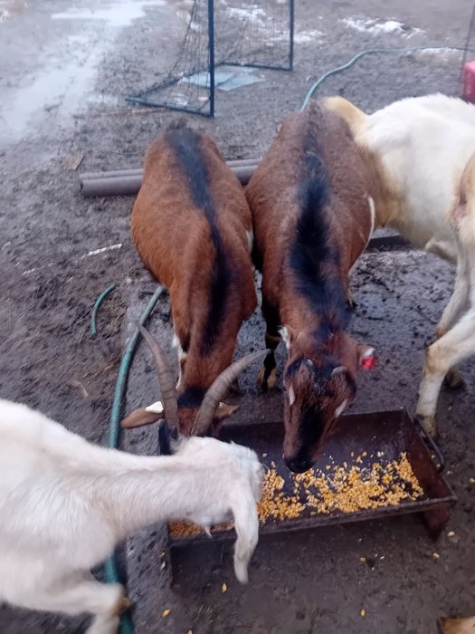 Doua capre tinere gestante