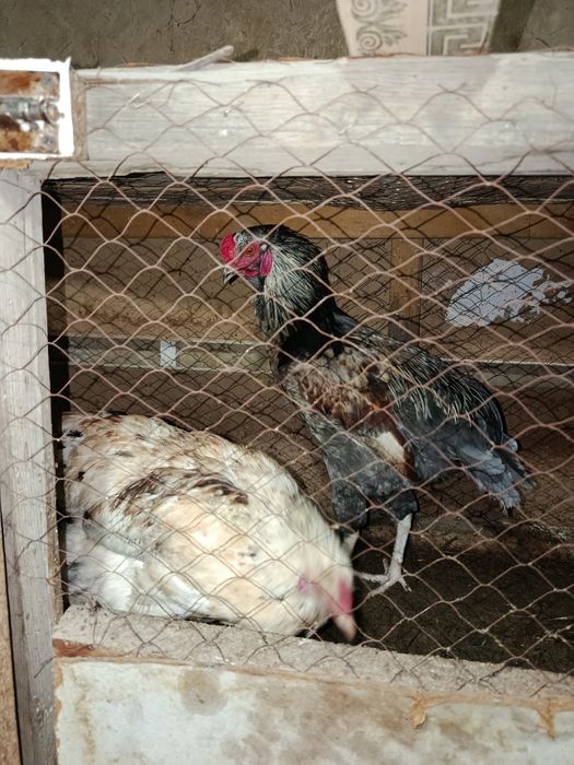 Xoʻroz sotiladi yosh xali