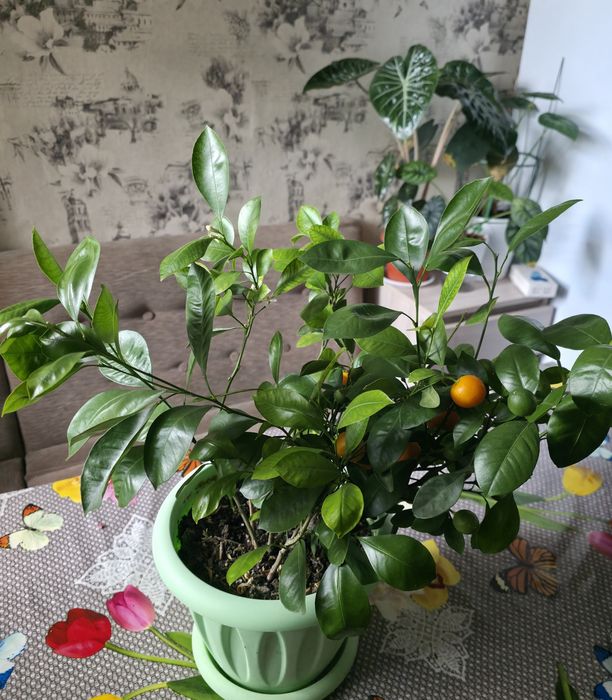Продам каламандин