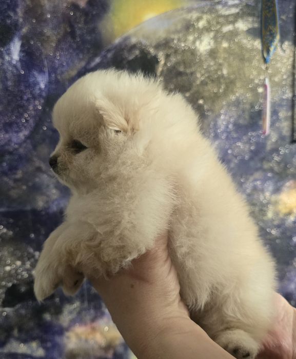 Предлагаю  кукольную мини девочку