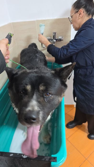 Toaletez câini  talie mare !