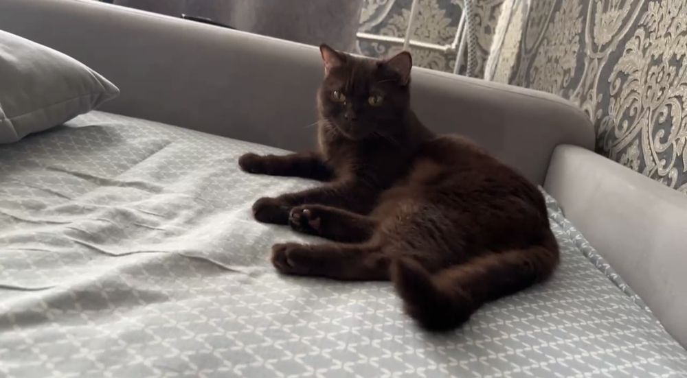 Продам Шоколадную кошку шотландка