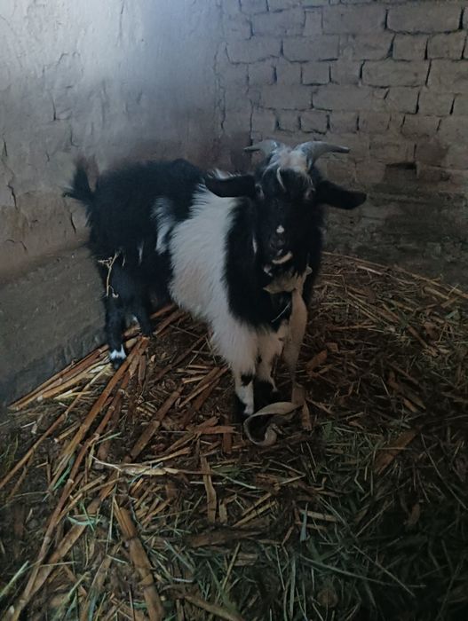 Теке (козёл) сатыларды