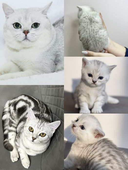 Британскикие котята с документами