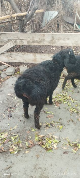 Қўчқор сотилади соғлом