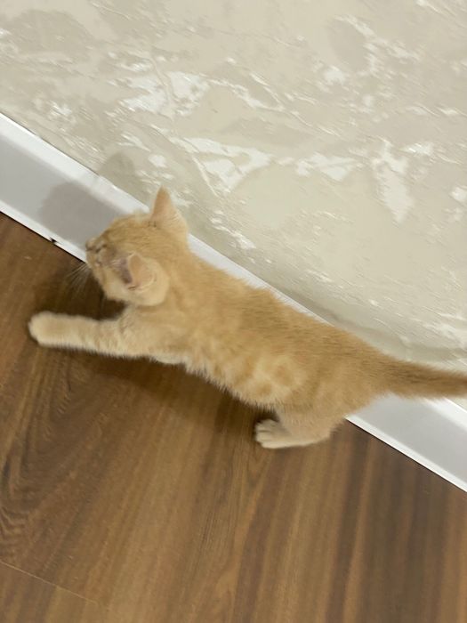 Шотландская вислоухая и прямоухая