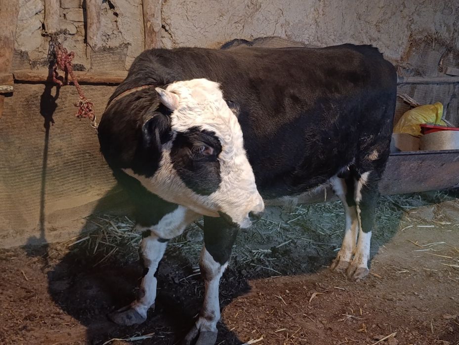 бука сотилади  ..