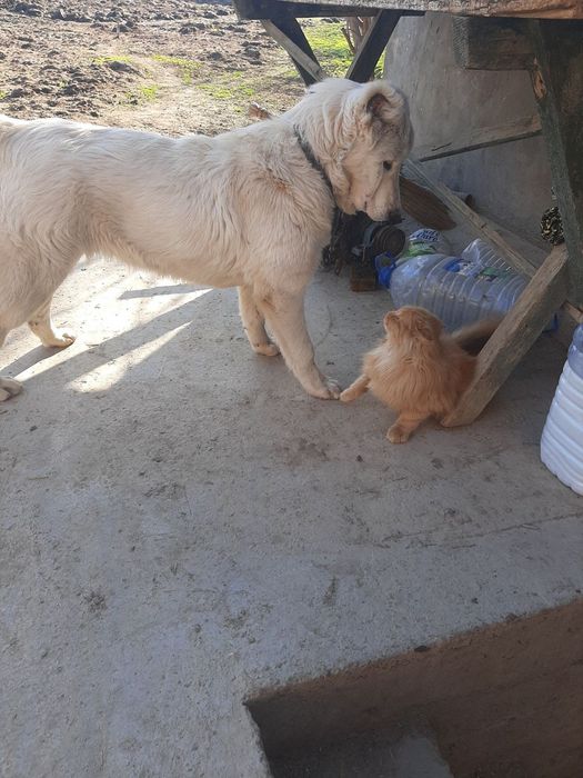 Алабай Сотилади.