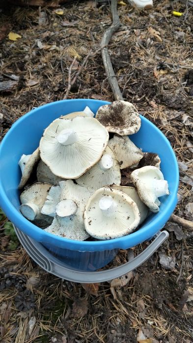 Продам грибы грузди