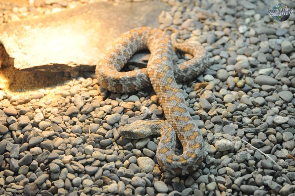 Kolvor ilon bilan ishlash xizmati