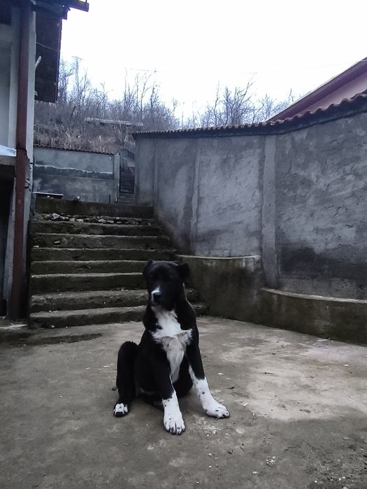 Femelă Ciobanesc de Asia centrală