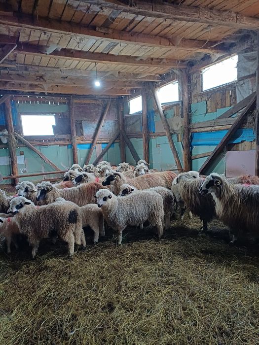 19 oi cu miei tinere și un berbec