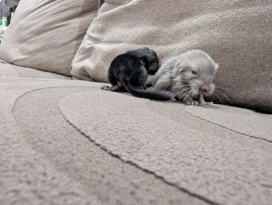 Бронирование . Шиншиллы