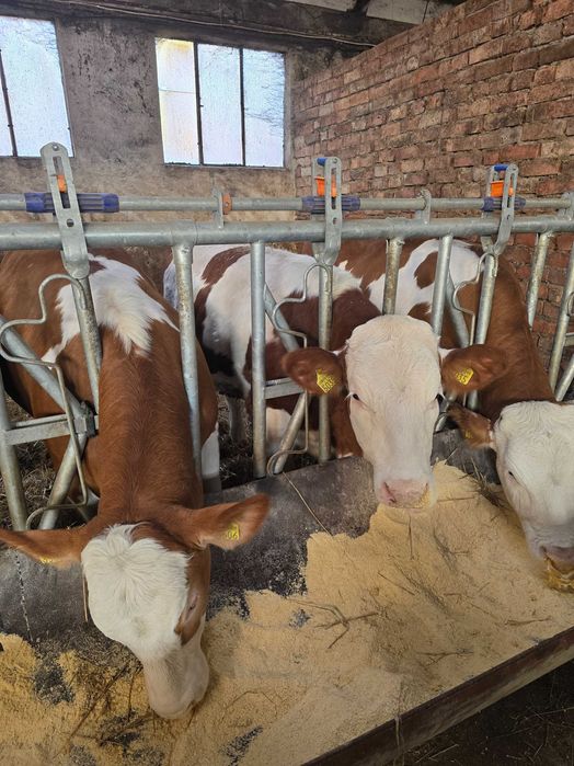 Vitele juninci de vanzare