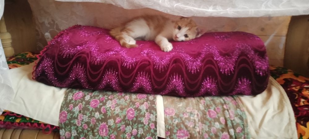 Отдам в хорошие руки