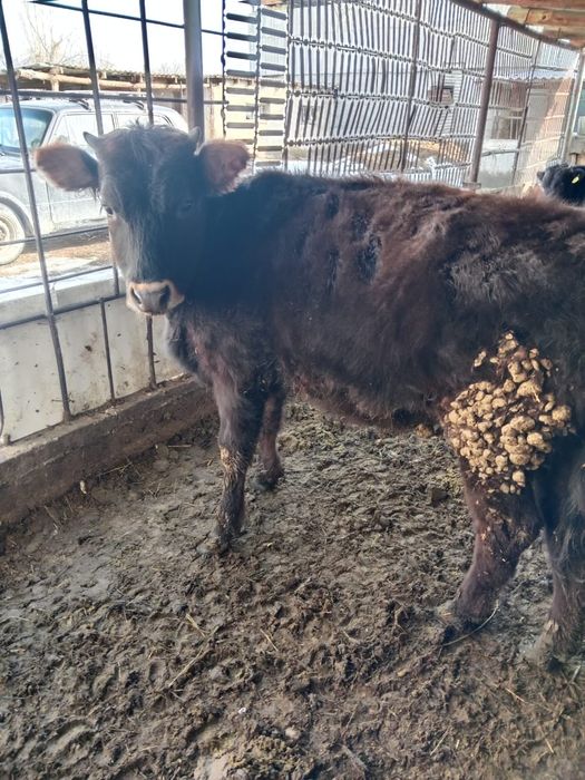 Телка 11 месяцев