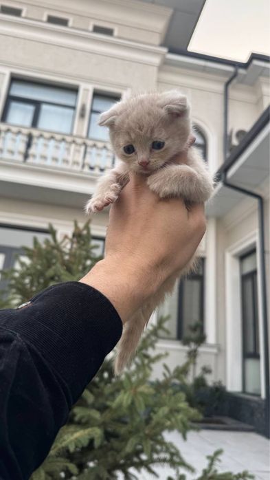 Mushuk bolalari sotiladi fold mushukchalar