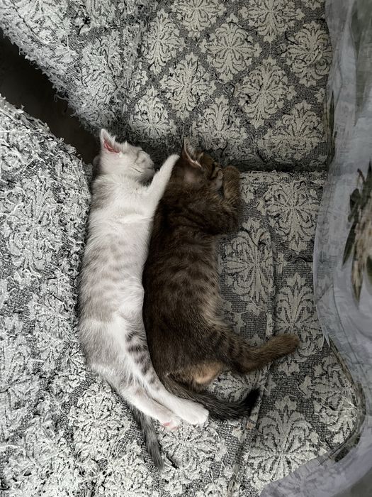 Продаю котят в добрые руки
