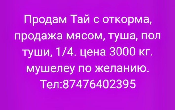 Продается лошадь тай согым!