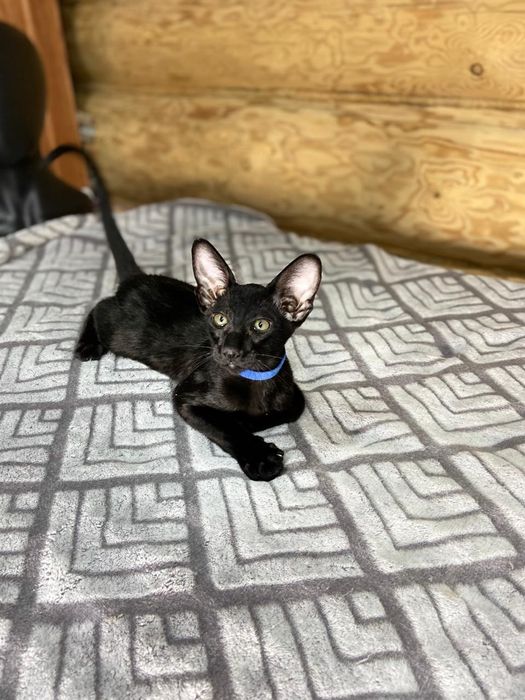 Ориентальный котёнок я