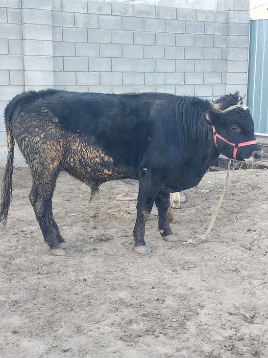 Продам быка жирный