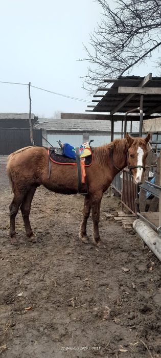 Ұзынағаш жаңақұрлыс