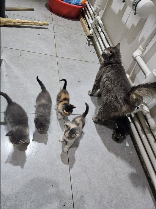 mushuklar 7 dona bolasi tekinga