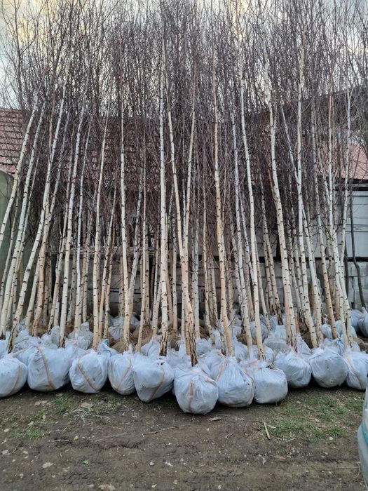 Vând mesteacăn alb ornamental