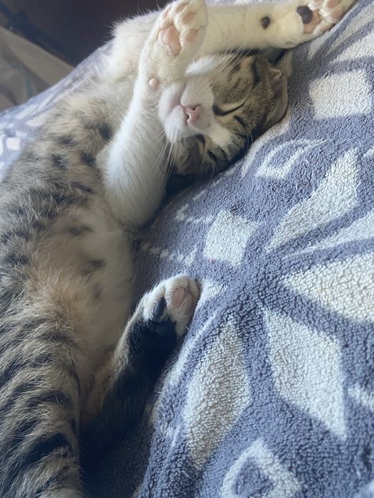 donez motanel, bland