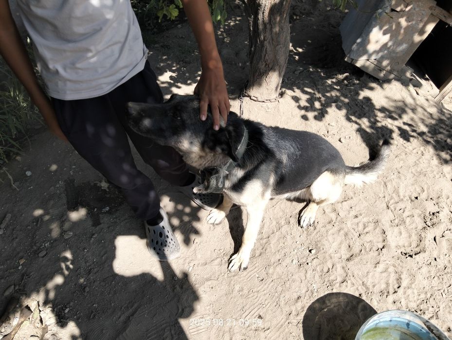 Малға арналған овчарка