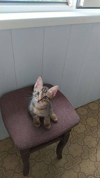 Котенок в добрые руки