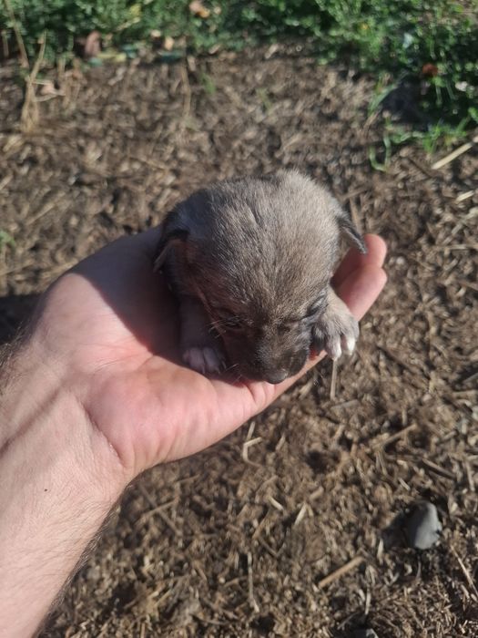 Căței spre adopție