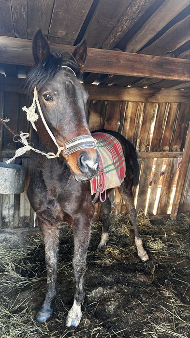 Таза канды тай(полторашка) урғашы