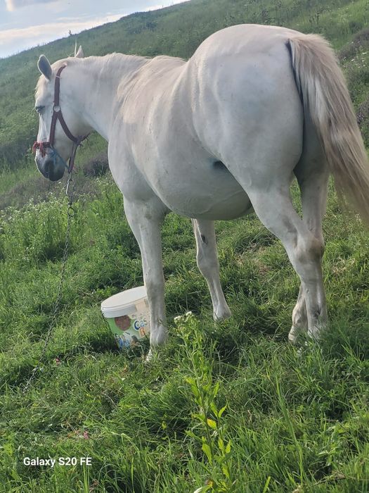 2 Cai de vânzare ,foarte buni de munca și extrem de cuminți