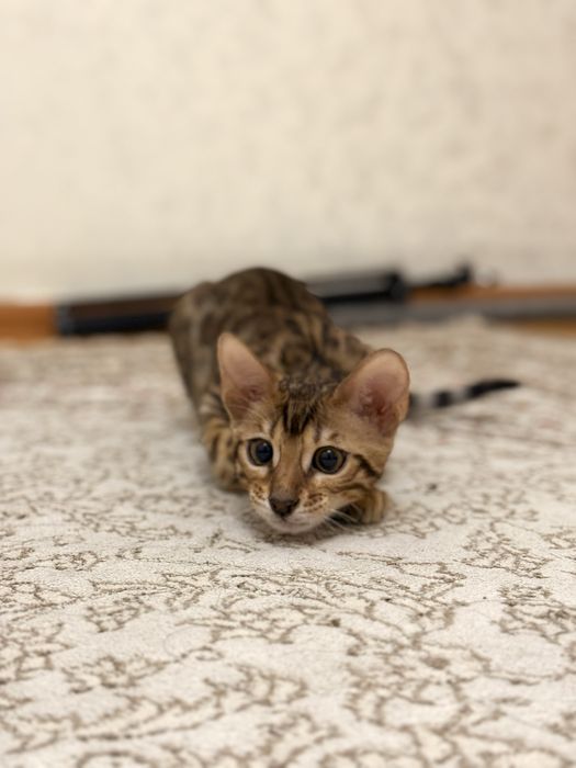 Бенгальский котенок