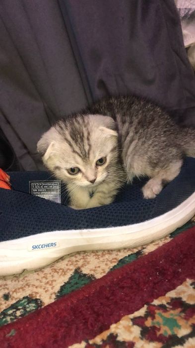 Британский катят продаю