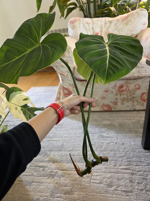 Philodendron gloriosum