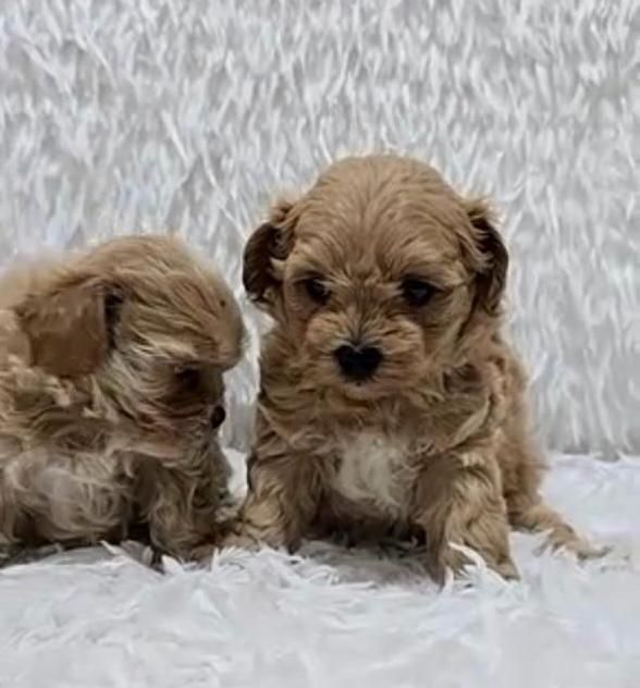 Продаются щенки мальтипу мини