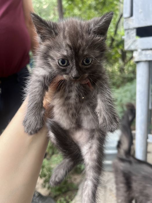 Отдаи котят 1 месяц
