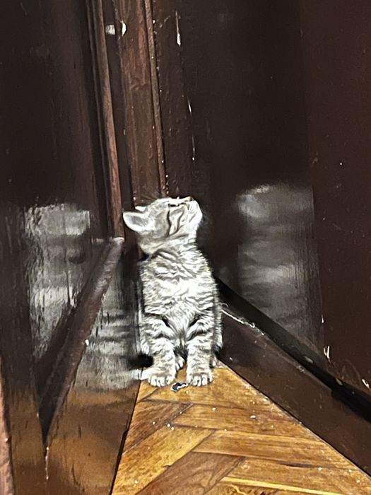 Малкото коте Есен