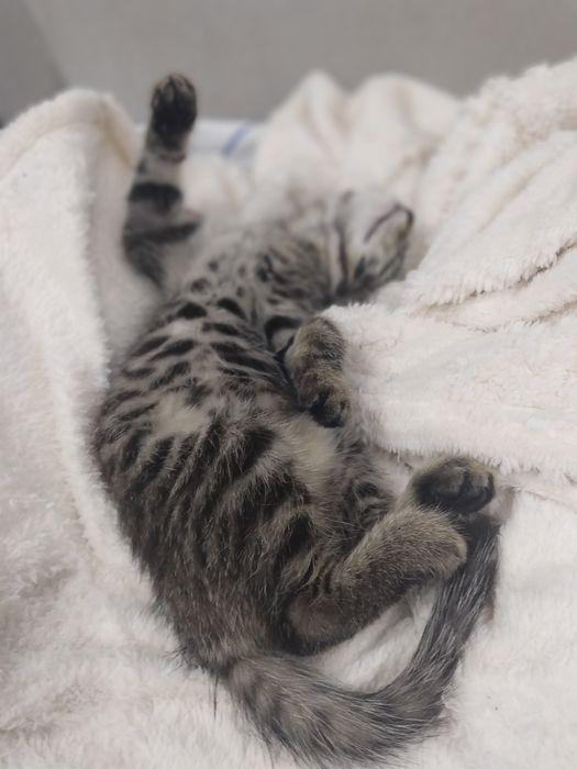 Отдам в добрые руки котёнка 2 месяца