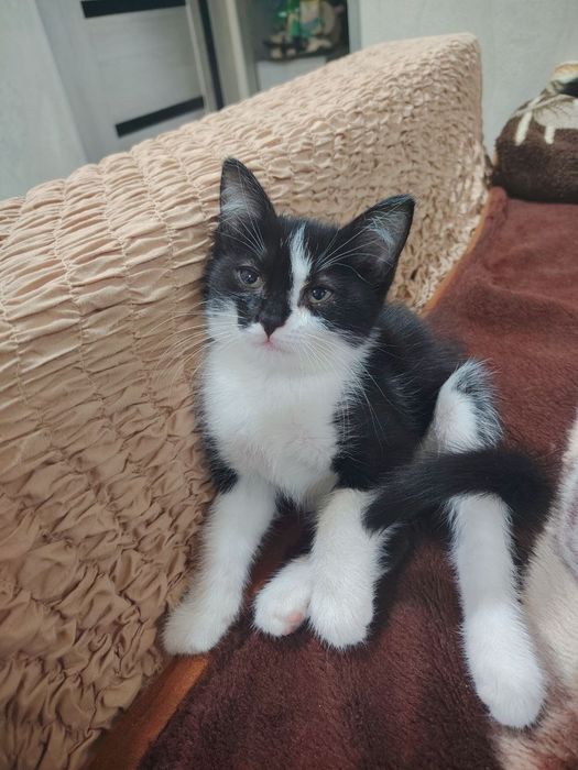 Отдам даром котят