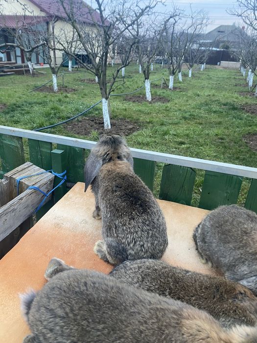 Vand iepuri berbec german